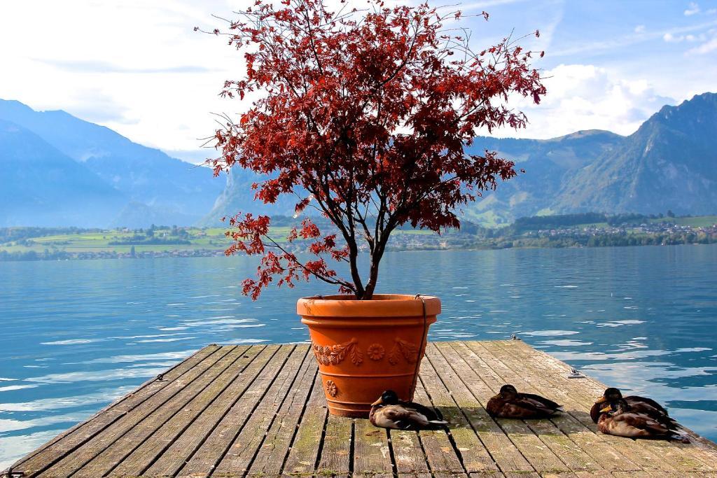 Hotel Restaurant Bellevue Au Lac Thun Kültér fotó